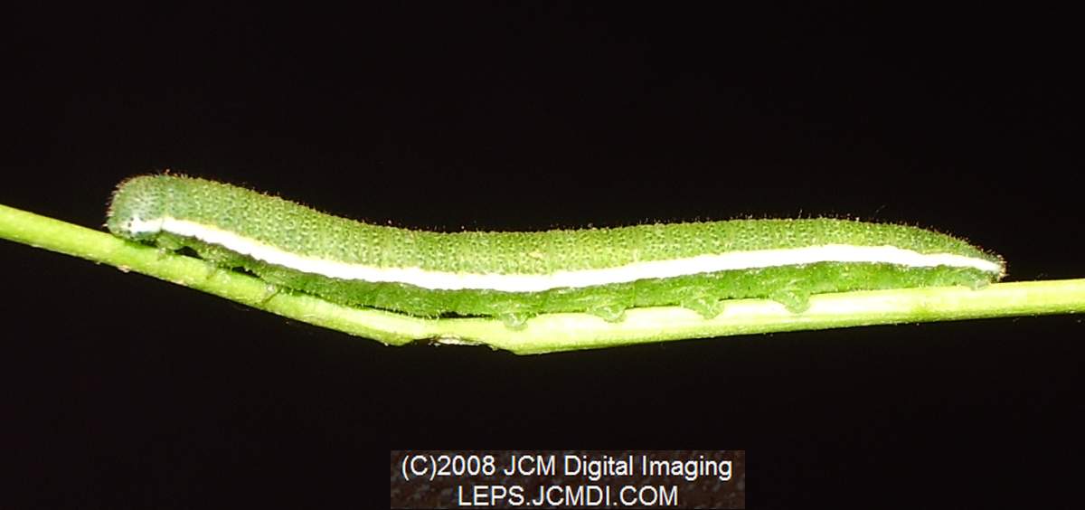 Nearly mature fifth instar Sara Orange-Tip butterfly larvae, filmed 5-22-2008